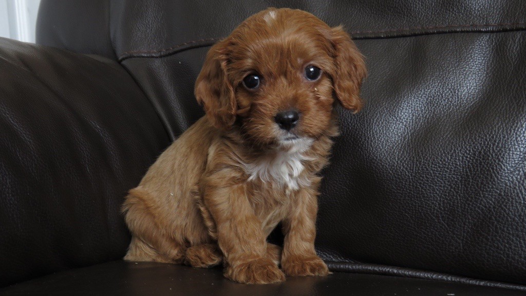 dogs that dont shed much medium size